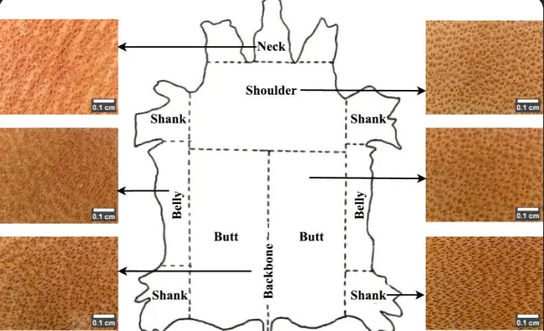 Diagram showing shoulder, belly, butt, neck and shank sections of bovine hide used to assess leather quality for welding gloves